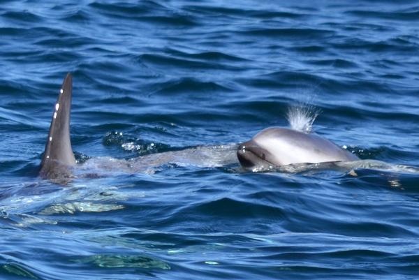 Dusky Dolphins playing in the waters of Milford Sound for the guests on a Southern Discoveries Encounter Cruise.